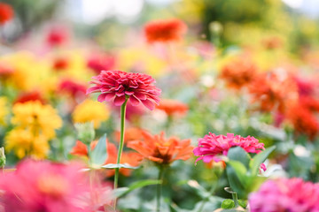 Zinnia flower or Zinnia violacea plants of the sunflower tribe within the daisy family.