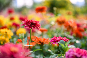 Zinnia flower or Zinnia violacea plants of the sunflower tribe within the daisy family.