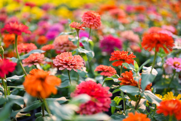 Zinnia flower or Zinnia violacea plants of the sunflower tribe within the daisy family.