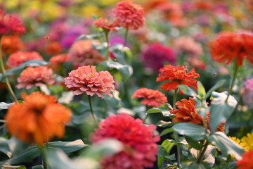 Zinnia flower or Zinnia violacea plants of the sunflower tribe within the daisy family.
