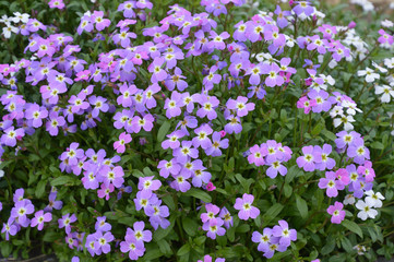 紫、桃色、白の小さい花が群れ咲いているバージニア・ストック