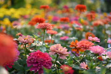 Zinnia flower or Zinnia violacea plants of the sunflower tribe within the daisy family.