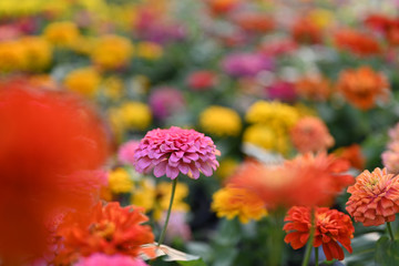 Zinnia flower or Zinnia violacea plants of the sunflower tribe within the daisy family.