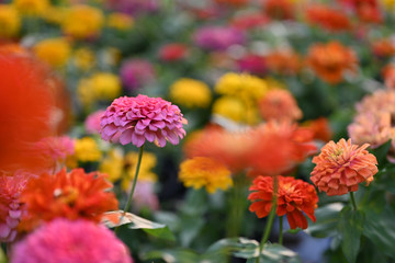 Zinnia flower or Zinnia violacea plants of the sunflower tribe within the daisy family.