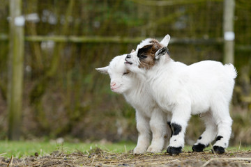 goat kids standing on meadow