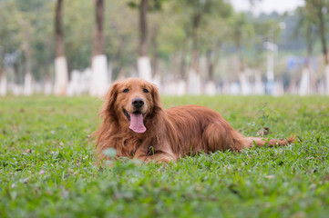 The Golden Retriever dog lies on the grass.