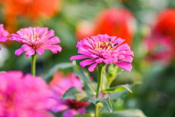 bee pollinating magenta red or yellow colored flower of zinnia.