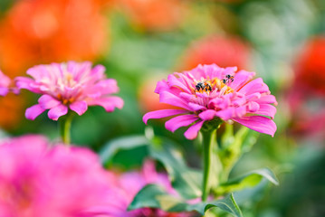 Obraz premium bee pollinating magenta red or yellow colored flower of zinnia.