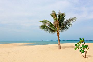 Naklejka na ściany i meble Coconut palm on the background of the sea