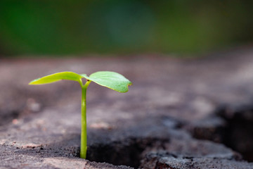 young plant in tree stump