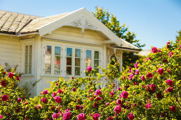 Fototapeta na wymiar Beautiful bush with pink roses, white house in background