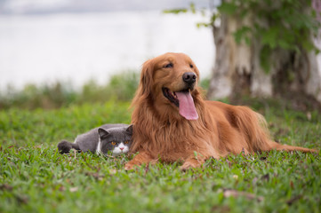 Golden Retriever dogs and British short-haired cats play on the grass