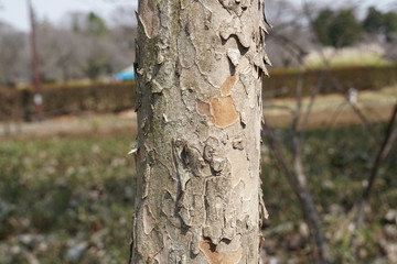 サンシュユの樹皮