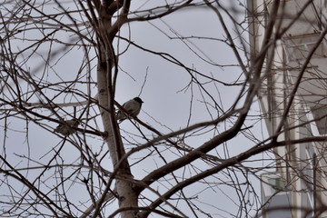 A sparrow on the tree