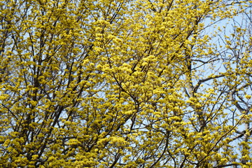 Fototapeta premium サンシュユ