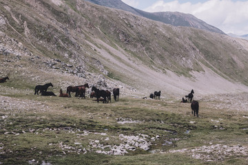 Panorama view of horses in mountains of national park Dombay