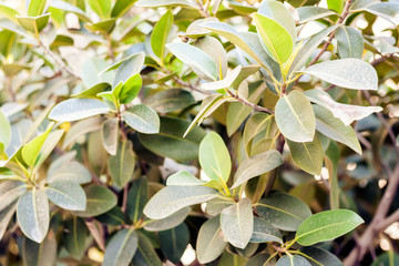 Green leaves texture for backdrop design – plant bush on the street of Catania, Sicily, Italy.
