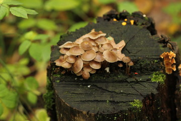 mushrooms on tree