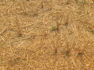dry grass yard at rural contryside on summer season.