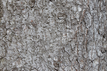 Tree bark texture of Picea abies or European spruce with beautiful rough pattern