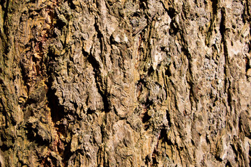 Tree bark texture of Picea abies or European spruce with beautiful rough pattern