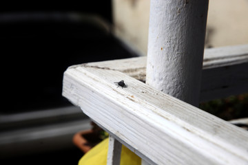 Housefly on white