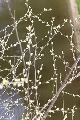 cobweb with morning dew