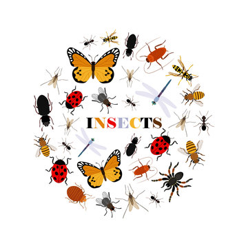 Flat insects vector icons in round shape isolated on white background. Illustration of insect bug, bee and butterfly