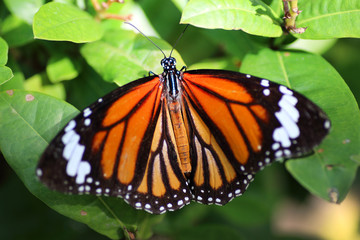 butterfly on green leaves background