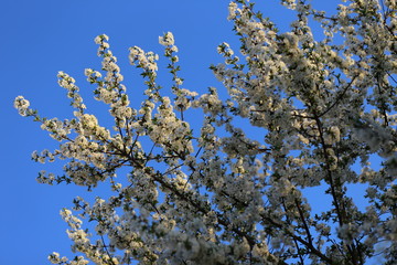 white flowers in spring