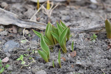 Small growing tulip in spring. Sprouts seed plant flower.