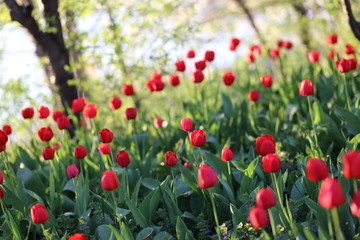 Tulip, flowering, spring, beautiful, one, garden, Park, Tulip, flower, spring, red, tulips, nature, garden, field, flowers, green, pink, beauty, flowering, plant, colorful, summer, flora, flowering, b