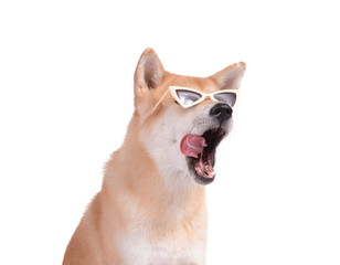 Cute Akita Inu dog with sunglasses on white background