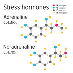 Adrenaline and noradrenaline vector chemical formulas. Stress harmones. Chemical molecular model.