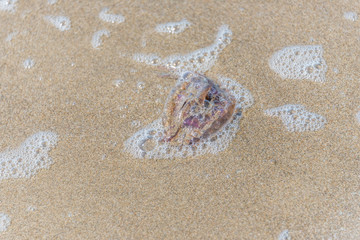 Jelly Fish Washed Ashore on a Sandy Beach