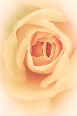 Blooming delicate cream rose. Nature abstract background.