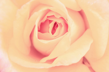 Close-Up of delicate pink rose for background. Pastel and soft floral card.