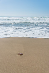 Jelly Fish Washed Ashore on a Sandy Beach