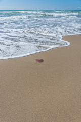 Jelly Fish Washed Ashore on a Sandy Beach