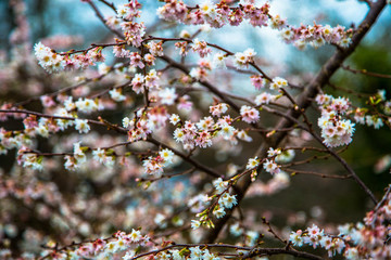 Blooming cherry (sakura) in February. Brugge, Belgium.