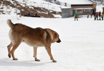 Dog on snowy ski slope at winter day and snowboarders at background