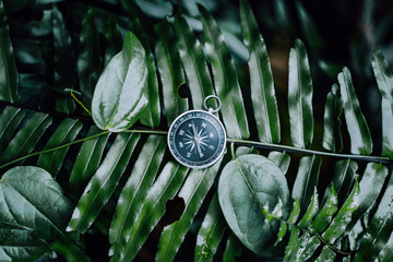Compass among fern leaves in a tropical jungle. Adventure discovery navigation concept