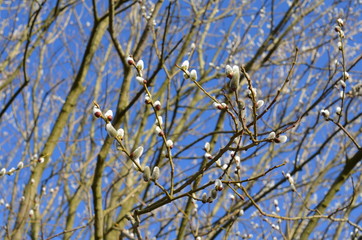 Foto Sobieniak © Szymon