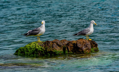Couple of seagulls on the rocks