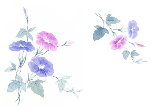 あさがお 水彩画 日本画 セット Stock イラスト Adobe Stock