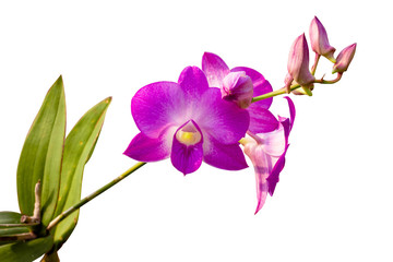 Beautiful pink orchid fresh on white background