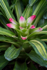 Obraz premium Close-up of a beautiful flowering Nidularium innocentii var. lineatum plant.