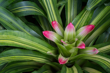Close-up of a beautiful flowering Nidularium innocentii var. lineatum plant.