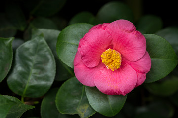Fototapeta premium Close-up of a beautiful blooming pink Camellia japonica (also known as common camellia or Japanese camellia), a flowering tree or shrub.