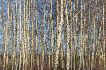 Foto Sobieniak © Szymon